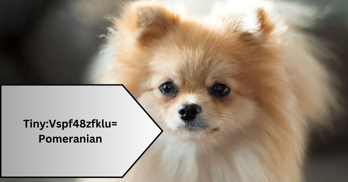 TinyVspf48zfklu= Pomeranian