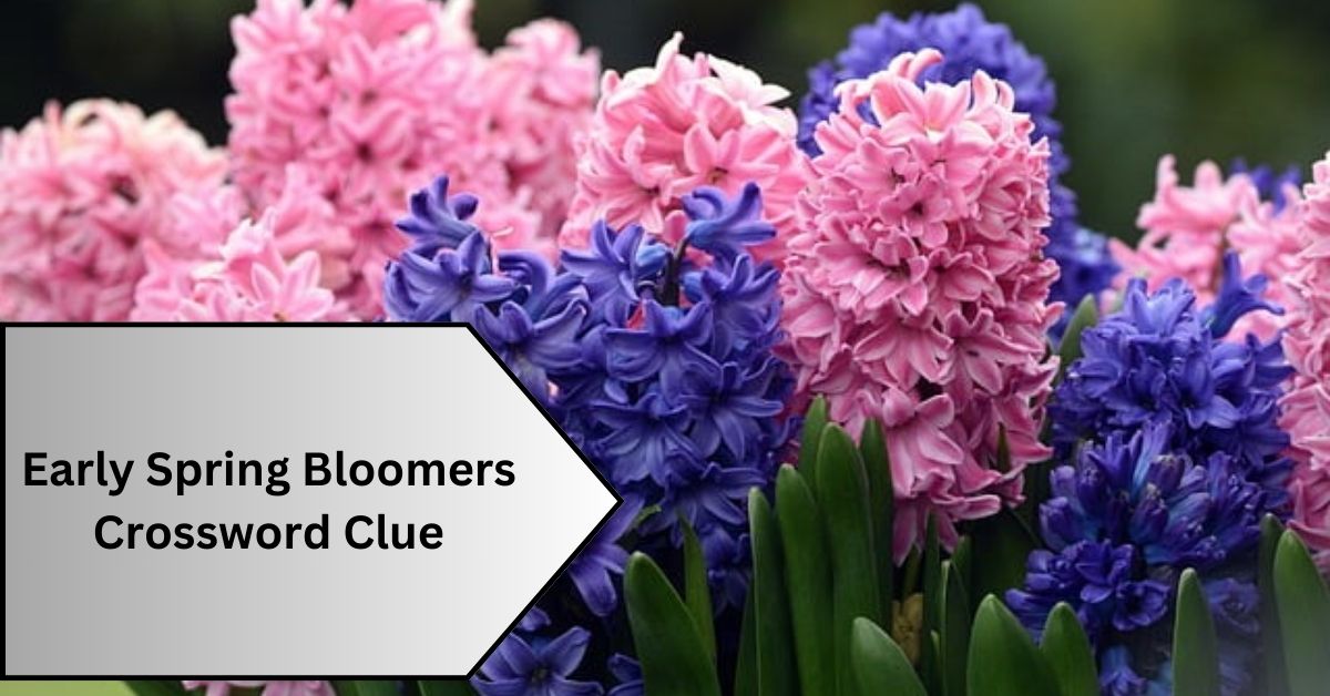 early spring bloomers crossword clue